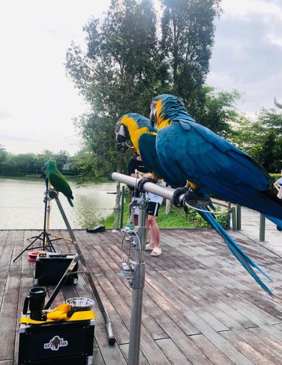 JB Free Fly Parrot Show